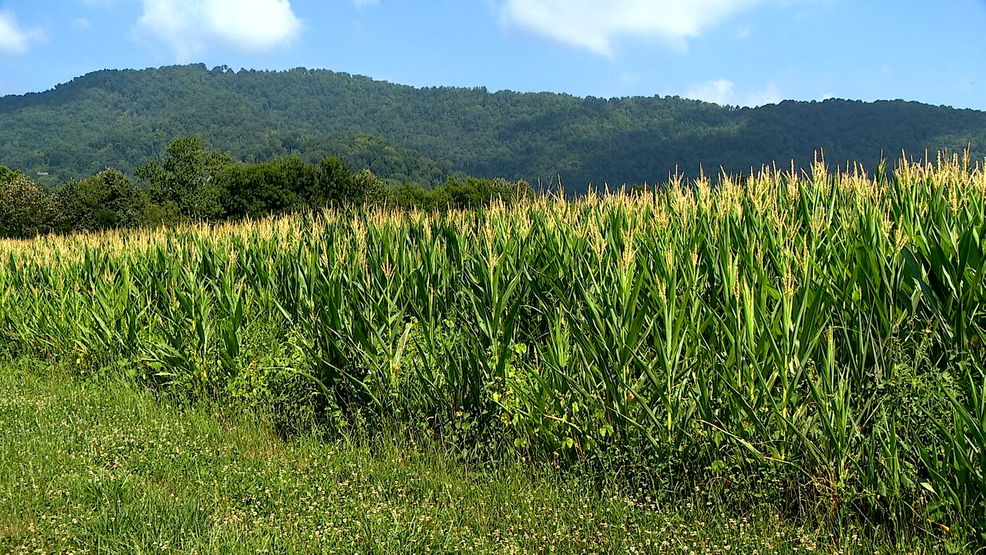 Tennessee joins U.S. Soybean Export Council to create opportunities for farmers