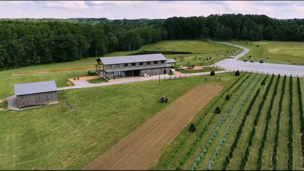 Big Sky Farm invites visitors to pick sunflowers during annual summer event