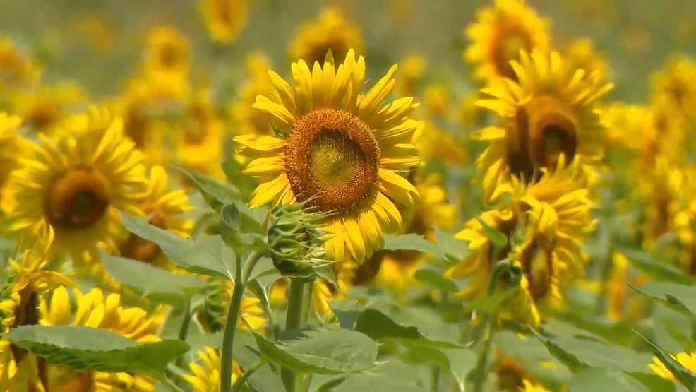 Tennessee Sunflower Festival returns to Lucky Ladd Farms