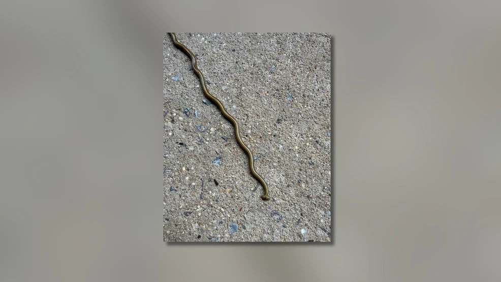 Hammerhead worm: What to do if you spot this invasive species in Tennessee forests