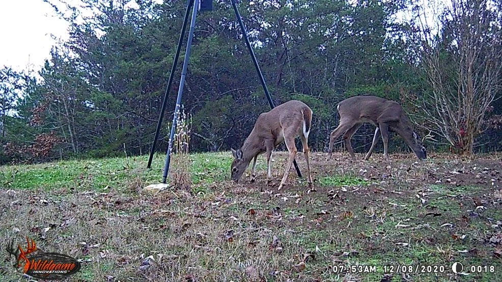Want to hunt deer over bait? Tennessee's new license goes on sale next week