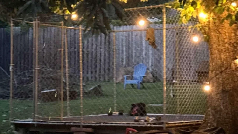 Backyard brawls? Metro investigating reported fight club in Hermitage, council member says